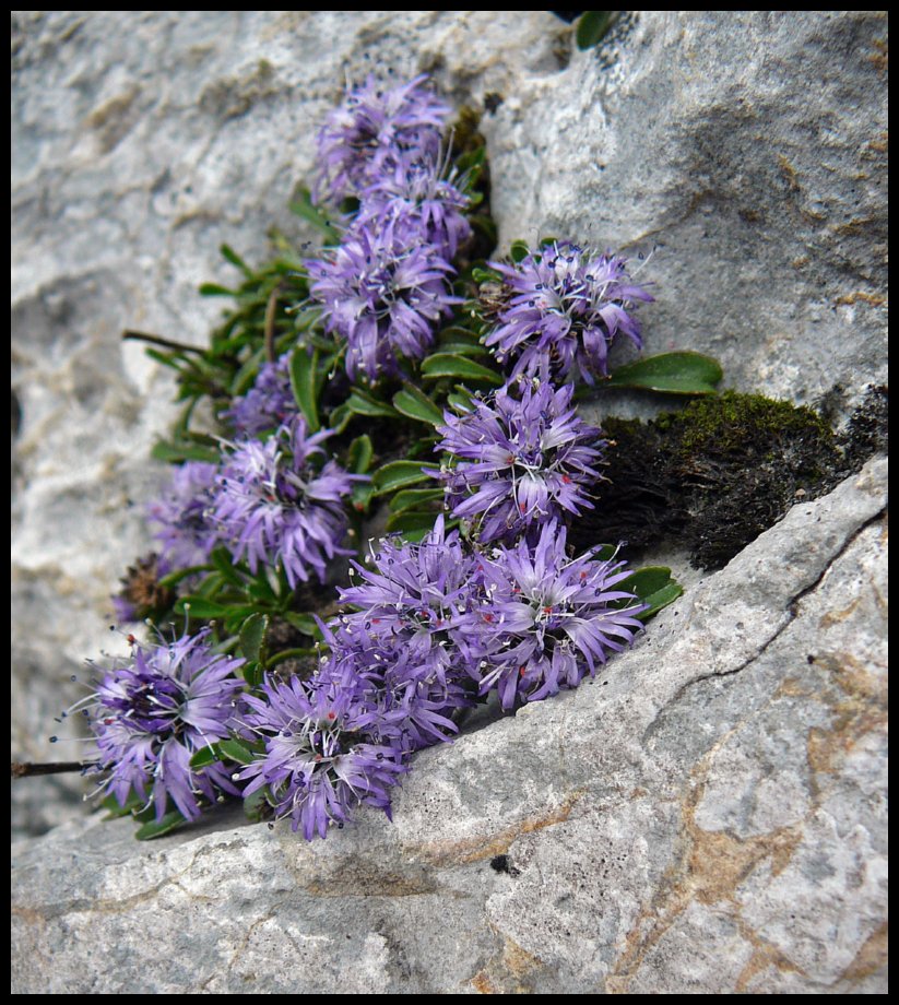 19_gesause_globularia coldiforia_koulenka srdcolista